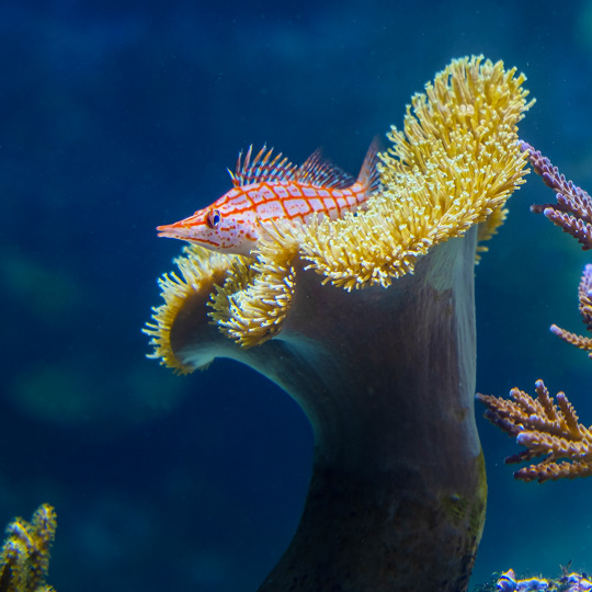 poisson-faucon-aquarium-larochelle
