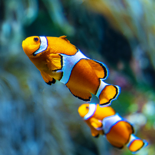 poisson-clown-aquarium-larochelle