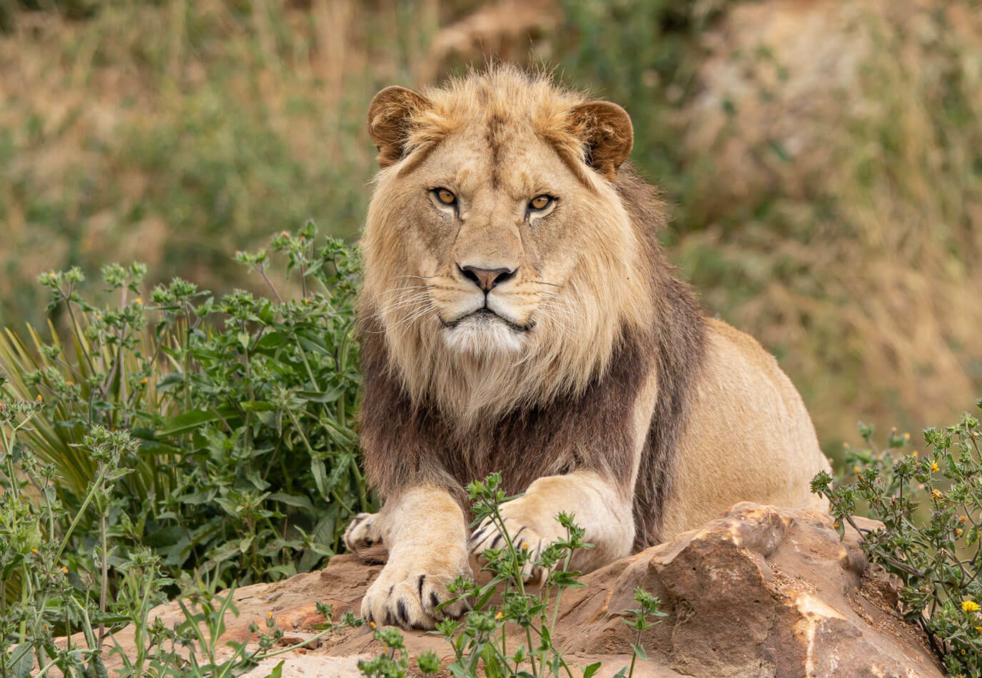 bioparc-parc-zoologique-lion-1376x950