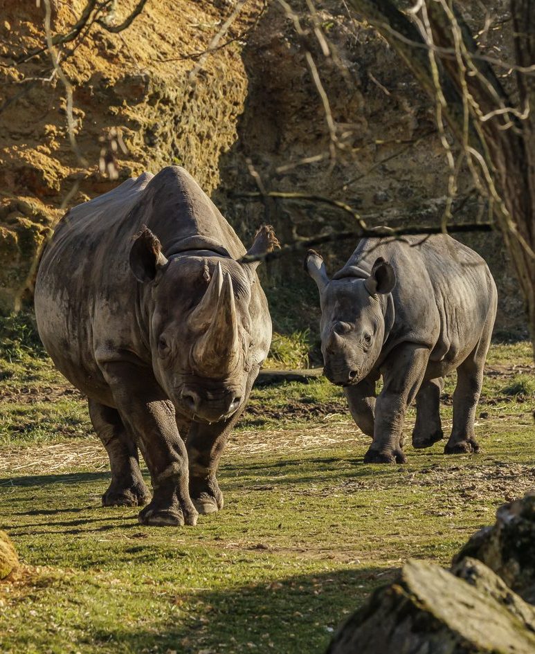 Rhinoceros_Bioparc_Chabot_Moy-def-190-e1770377051268